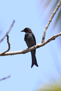 Black Drongo